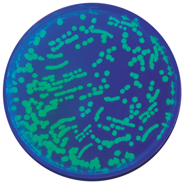 B A Bacterial Culture Pseudomonas Fluorescens Philip Harris